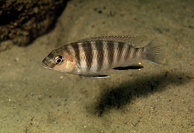Gephyrochromis sp. 'zebroides' Metangula